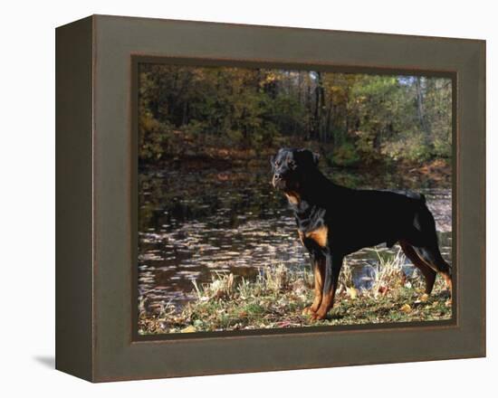 Rottweiler Dog, Illinois, USA-Lynn M. Stone-Framed Premier Image Canvas