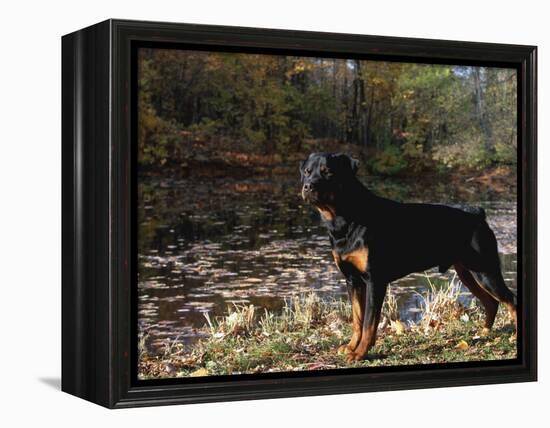 Rottweiler Dog, Illinois, USA-Lynn M. Stone-Framed Premier Image Canvas