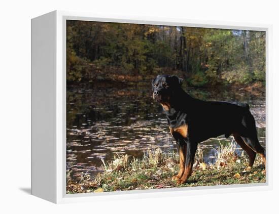 Rottweiler Dog, Illinois, USA-Lynn M. Stone-Framed Premier Image Canvas