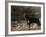 Rottweiler Dog, Illinois, USA-Lynn M. Stone-Framed Photographic Print