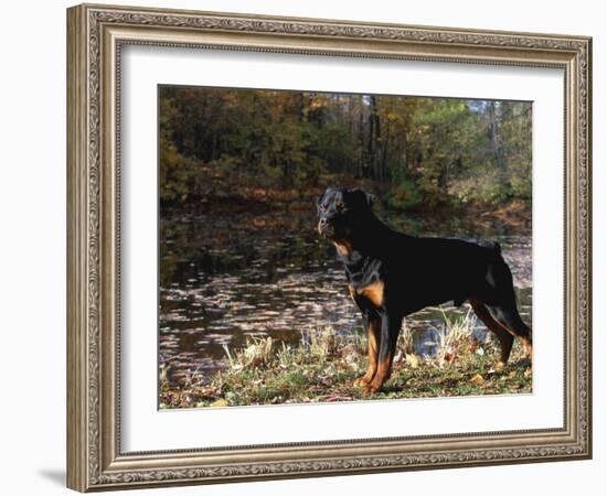 Rottweiler Dog, Illinois, USA-Lynn M. Stone-Framed Photographic Print