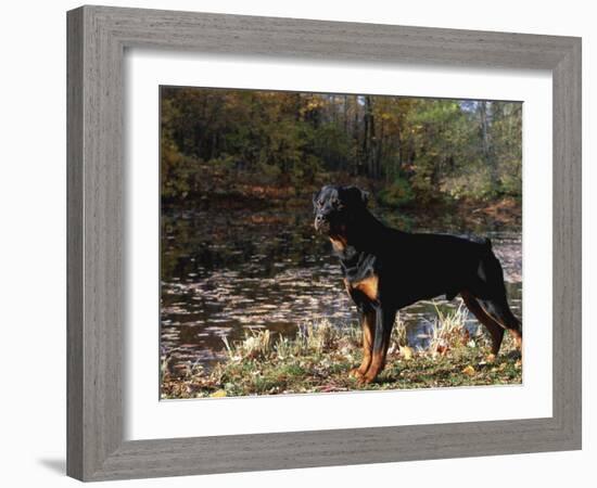 Rottweiler Dog, Illinois, USA-Lynn M. Stone-Framed Photographic Print