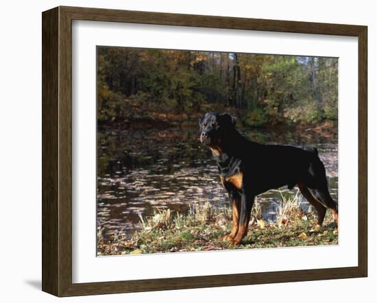 Rottweiler Dog, Illinois, USA-Lynn M. Stone-Framed Photographic Print