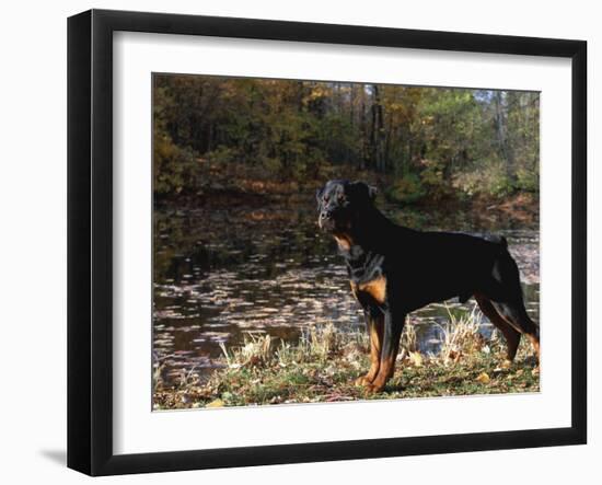 Rottweiler Dog, Illinois, USA-Lynn M. Stone-Framed Photographic Print