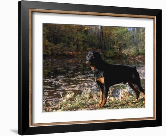 Rottweiler Dog, Illinois, USA-Lynn M. Stone-Framed Photographic Print