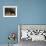 Rottweiler Dog, Illinois, USA-Lynn M. Stone-Framed Photographic Print displayed on a wall