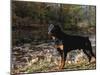 Rottweiler Dog, Illinois, USA-Lynn M. Stone-Mounted Photographic Print
