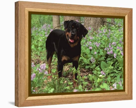 Rottweiler Dog in Woodland, USA-Lynn M. Stone-Framed Premier Image Canvas