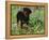 Rottweiler Dog in Woodland, USA-Lynn M. Stone-Framed Premier Image Canvas