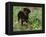 Rottweiler Dog in Woodland, USA-Lynn M. Stone-Framed Premier Image Canvas