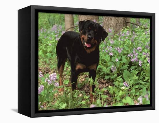 Rottweiler Dog in Woodland, USA-Lynn M. Stone-Framed Premier Image Canvas