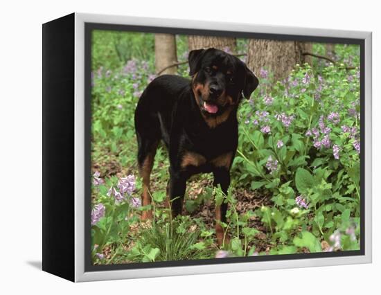 Rottweiler Dog in Woodland, USA-Lynn M. Stone-Framed Premier Image Canvas
