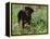 Rottweiler Dog in Woodland, USA-Lynn M. Stone-Framed Premier Image Canvas