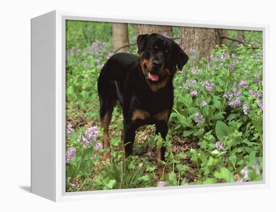 Rottweiler Dog in Woodland, USA-Lynn M. Stone-Framed Premier Image Canvas