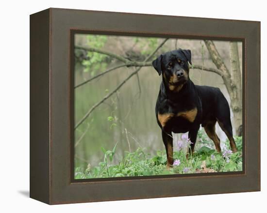 Rottweiler Dog in Woodland, USA-Lynn M. Stone-Framed Premier Image Canvas