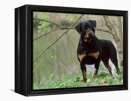 Rottweiler Dog in Woodland, USA-Lynn M. Stone-Framed Premier Image Canvas