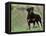 Rottweiler Dog in Woodland, USA-Lynn M. Stone-Framed Premier Image Canvas