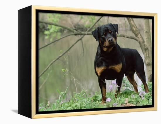 Rottweiler Dog in Woodland, USA-Lynn M. Stone-Framed Premier Image Canvas