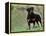 Rottweiler Dog in Woodland, USA-Lynn M. Stone-Framed Premier Image Canvas