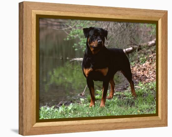 Rottweiler Dog in Woodland, USA-Lynn M. Stone-Framed Premier Image Canvas