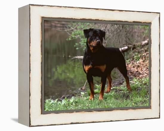 Rottweiler Dog in Woodland, USA-Lynn M. Stone-Framed Premier Image Canvas