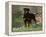 Rottweiler Dog in Woodland, USA-Lynn M. Stone-Framed Premier Image Canvas