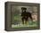Rottweiler Dog in Woodland, USA-Lynn M. Stone-Framed Premier Image Canvas