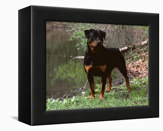 Rottweiler Dog in Woodland, USA-Lynn M. Stone-Framed Premier Image Canvas