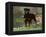 Rottweiler Dog in Woodland, USA-Lynn M. Stone-Framed Premier Image Canvas