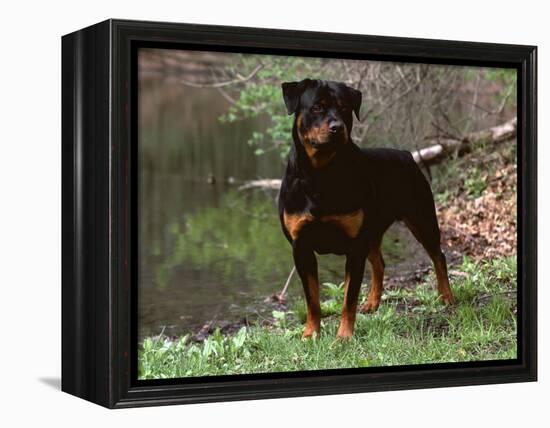 Rottweiler Dog in Woodland, USA-Lynn M. Stone-Framed Premier Image Canvas