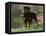 Rottweiler Dog in Woodland, USA-Lynn M. Stone-Framed Premier Image Canvas