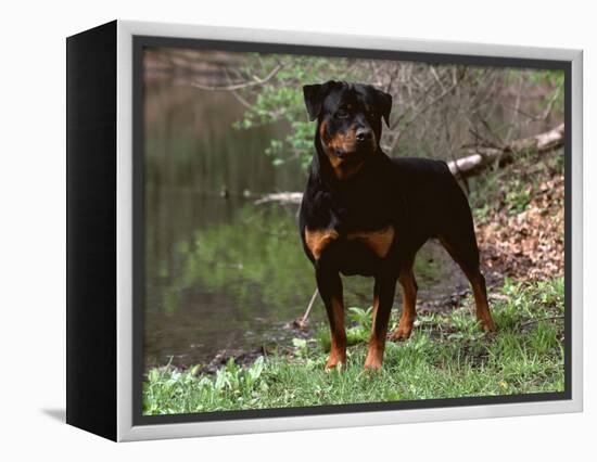 Rottweiler Dog in Woodland, USA-Lynn M. Stone-Framed Premier Image Canvas