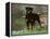 Rottweiler Dog in Woodland, USA-Lynn M. Stone-Framed Premier Image Canvas