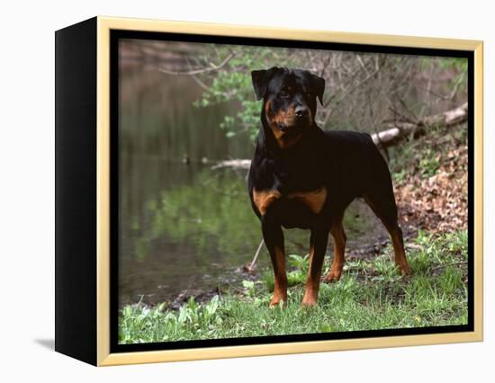 Rottweiler Dog in Woodland, USA-Lynn M. Stone-Framed Premier Image Canvas