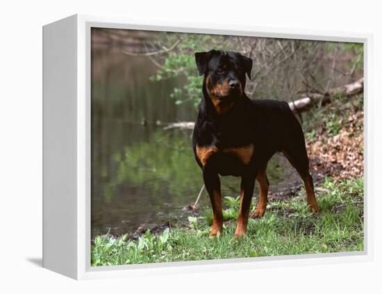 Rottweiler Dog in Woodland, USA-Lynn M. Stone-Framed Premier Image Canvas