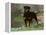 Rottweiler Dog in Woodland, USA-Lynn M. Stone-Framed Premier Image Canvas