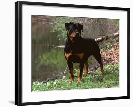 Rottweiler Dog in Woodland, USA-Lynn M. Stone-Framed Photographic Print