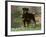 Rottweiler Dog in Woodland, USA-Lynn M. Stone-Framed Photographic Print