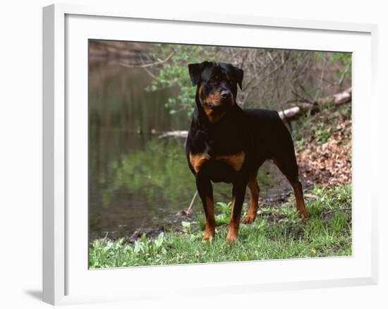 Rottweiler Dog in Woodland, USA-Lynn M. Stone-Framed Photographic Print