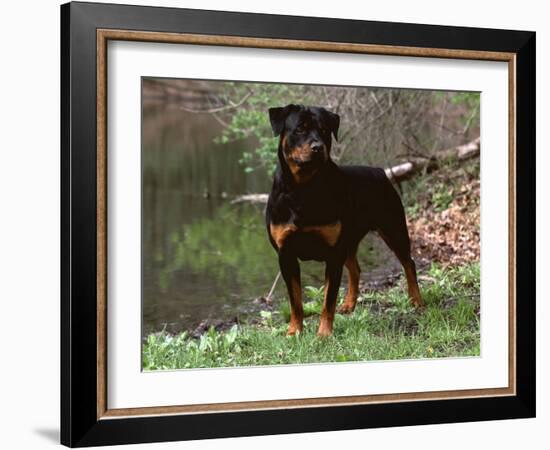 Rottweiler Dog in Woodland, USA-Lynn M. Stone-Framed Photographic Print