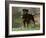 Rottweiler Dog in Woodland, USA-Lynn M. Stone-Framed Photographic Print