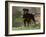 Rottweiler Dog in Woodland, USA-Lynn M. Stone-Framed Photographic Print