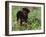 Rottweiler Dog in Woodland, USA-Lynn M. Stone-Framed Photographic Print