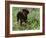 Rottweiler Dog in Woodland, USA-Lynn M. Stone-Framed Photographic Print