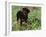 Rottweiler Dog in Woodland, USA-Lynn M. Stone-Framed Photographic Print