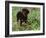 Rottweiler Dog in Woodland, USA-Lynn M. Stone-Framed Photographic Print