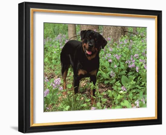 Rottweiler Dog in Woodland, USA-Lynn M. Stone-Framed Photographic Print