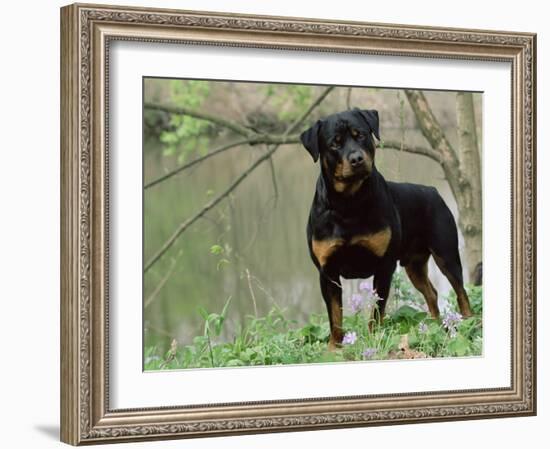 Rottweiler Dog in Woodland, USA-Lynn M. Stone-Framed Photographic Print