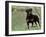 Rottweiler Dog in Woodland, USA-Lynn M. Stone-Framed Photographic Print