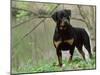 Rottweiler Dog in Woodland, USA-Lynn M. Stone-Mounted Photographic Print